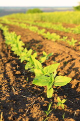 sprouts of sunflower in a field