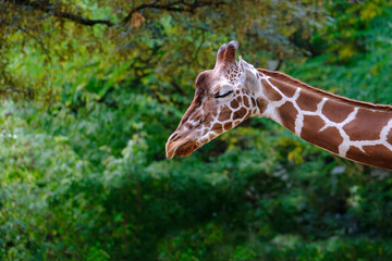 close-up of giraffe animal with long neck, Giraffa camelopardalis, brown spots on shiny skin,...