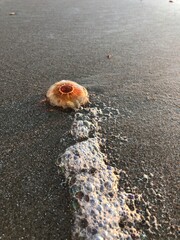 jellyfish on the beach © Mentall Wellness