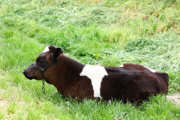 cow in the meadow     