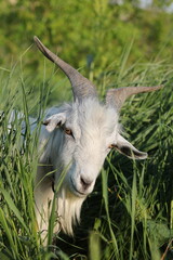 the portrait of a goat with a piercing gaze	
