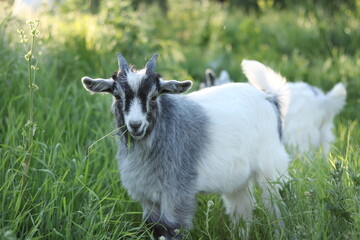 the portrait of a goat with a piercing gaze	
