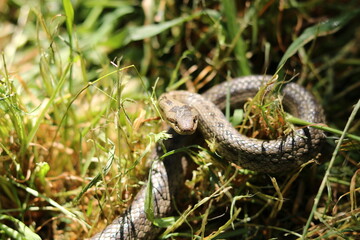 the hazel snake Coronella austriaca