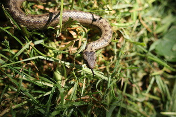 the hazel snake Coronella austriaca