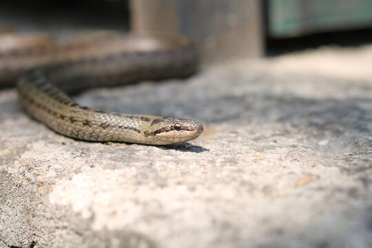 the hazel snake Coronella austriaca