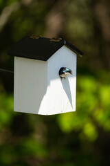 Cute female tree swallow with beak open peeking from white bird house opening during a spring day, Magog, Quebec, Canada