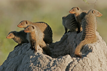 Banded mongoose family basking on an anthill, Etosha National park, Namibia