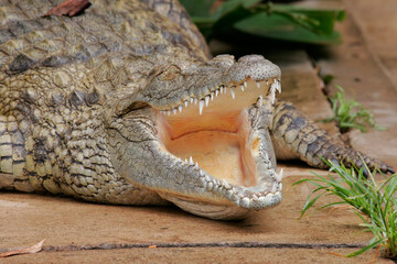 Portrait of a nile crocodile resting with mouth open