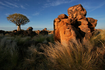 Desert landscape at sunrise with granite rocks and a quiver tree (Aloe dichotoma), Namibia