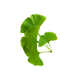 Twig with ginkgo biloba leaves isolated on a transparent background. Green, fresh leaves of Maidenhair. PNG