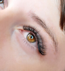 close up of eyelash extensions in beauty salon macro eye.