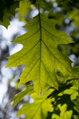 Eichenblatt einer amerikanischen Eiche gegen das Licht fotografiert