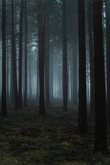 Obraz premium fog in the forest