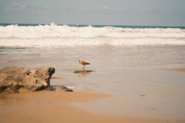Southern California Beaches
