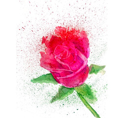 Bright, red rose painted in watercolor. Red flowers with splashes