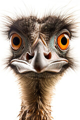 A close up of an ostrich's face. Generative AI.