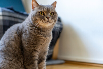 Adult gray Shorthair cat with yellow eyes sitting on the floor, looking at something.