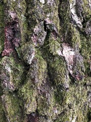 tree bark texture