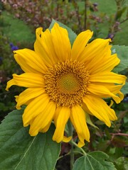 Obraz premium sunflower in the garden