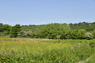 L'une des prairies dans la vallée de la Sambre à Thuin 