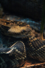 close up of a snake