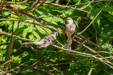 red backed shrike