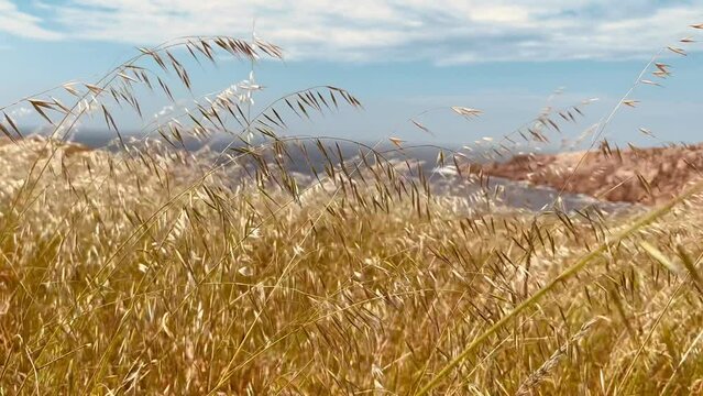Close up view golden spikelets of wheat swaying in the wind. Calm background. Slow motion