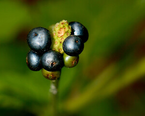 Abstract silver berries
