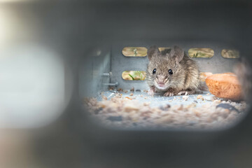 Humane mouse trap, muse in a metal cage, mouse pests control