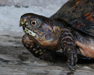 Box turtle