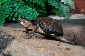 Box turtle
