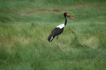 Saddle-billed stork in a green field