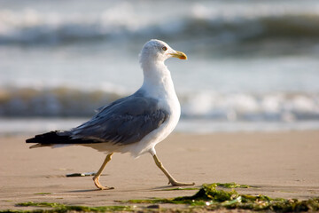 Obraz premium Seagull on the beach