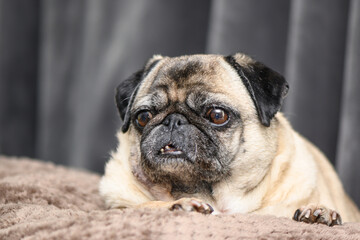 Obraz premium old pug lying on the couch resting 1