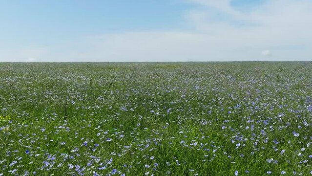 linen field - linum usitatissimum. Massively blooming of Flax in large areas of the dry steppe. Blue flax flowers swaying in the wind. Insect pollinators fly in front of the camera. Slow motion video