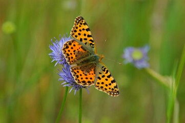 Issoria lathonia Linnaeus