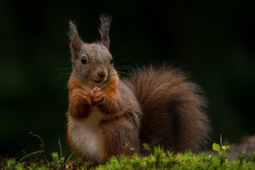 Hungry Eurasian red squirrel (Sciurus vulgaris) in the forest of Noord Brabant in the Netherlands.	
                     