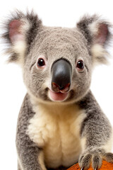 A close up of a stuffed koala bear. Generative AI.
