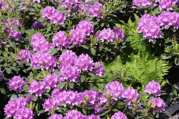 Rhododendron ponticum, called common rhododendron or pontic rhododendron, is a species of...