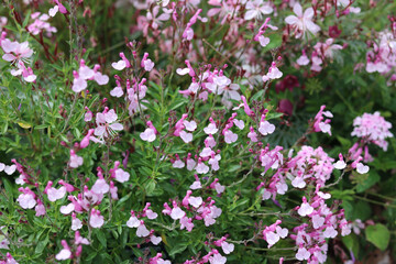 Obraz na płótnie Canvas Full frame image of pink salvia flowers and green foliage