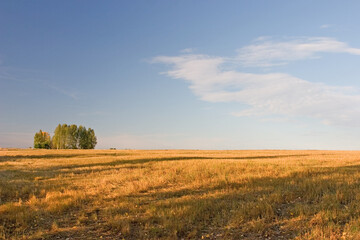 Summer landscape