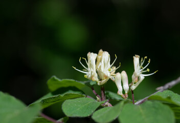 Close-up of the white small flowers of the red honeysuckle. The leaves of the bush are green and round. There is space for text at the top