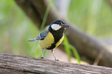 Great tit - Parus major perched with green background. Photo taken nearby Mragowo at Masuria in Poland.