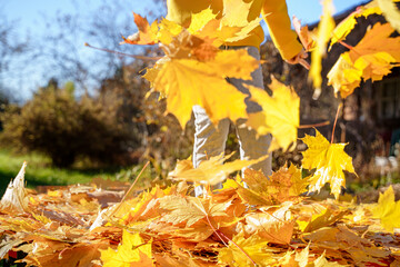 Girl kid jumping on trampoline with autumn leaves. Bright yellow orange maple foliage. Child walking, having fun, playing in fall backyard. Outdoor funny happy season family activity in autumn park