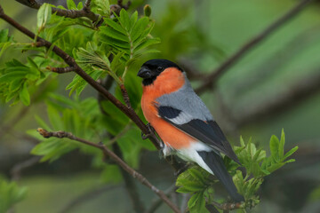 Fototapeta premium Eurasian bullfinch (Pyrrhula pyrrhula)