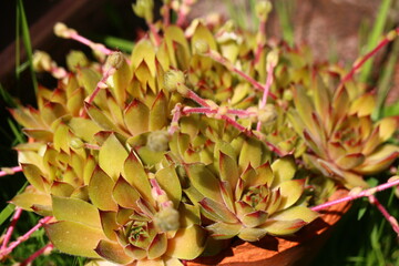 Fototapeta premium Sempervivum GELBER STERN Rojnik Gelber Stern
