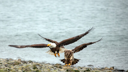 Mature and young american bald eagles flying low over shore  in coastal Alaska United States