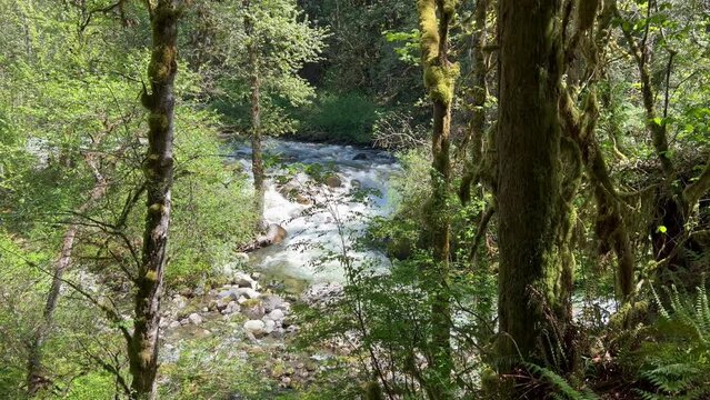Wallace river flowing with the woods in the forefront located in Washington state during spring time