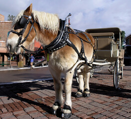 horse and cart in aspen