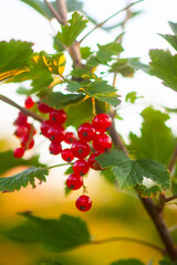 Ripening red currant berries. Gardening in countryside.